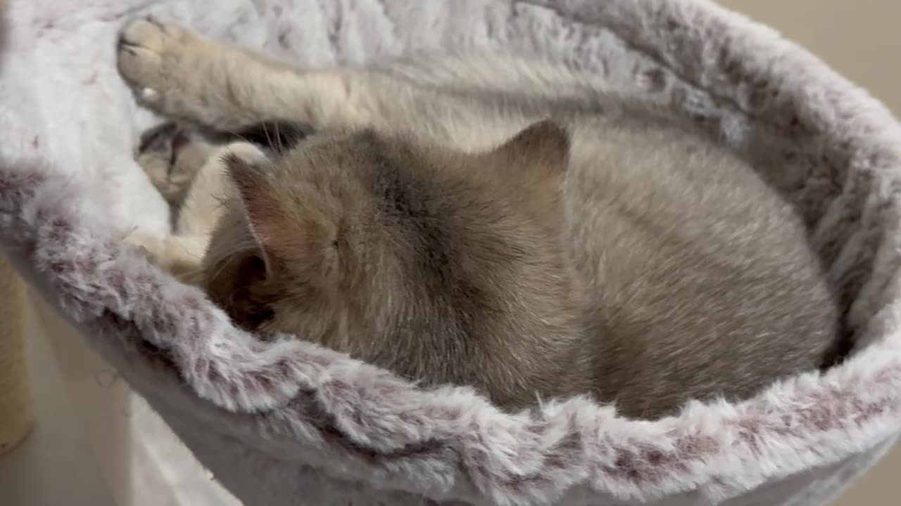 Kitty is sleeping 🐈😴💤