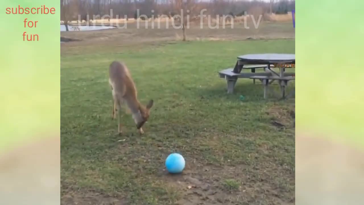 🤣Funny Animals Videos 19🤣