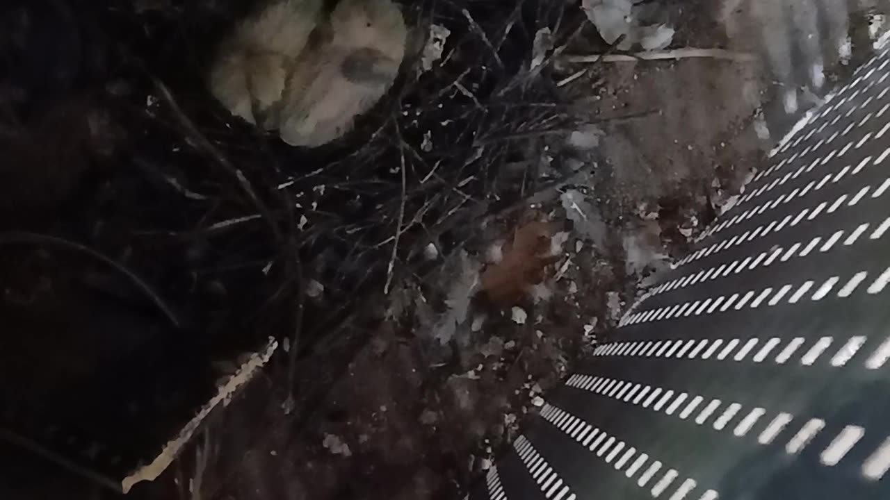 Is this BABY BIRDS in the fireplace, hatched for easter ??