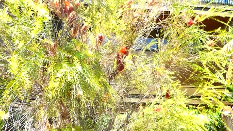 First day at the Safari Park! Look! A bottle brush tree!!!