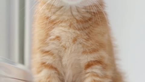 Wrapped in Whiskers & Love 🐱💞 The Softest Cat Video Ever!