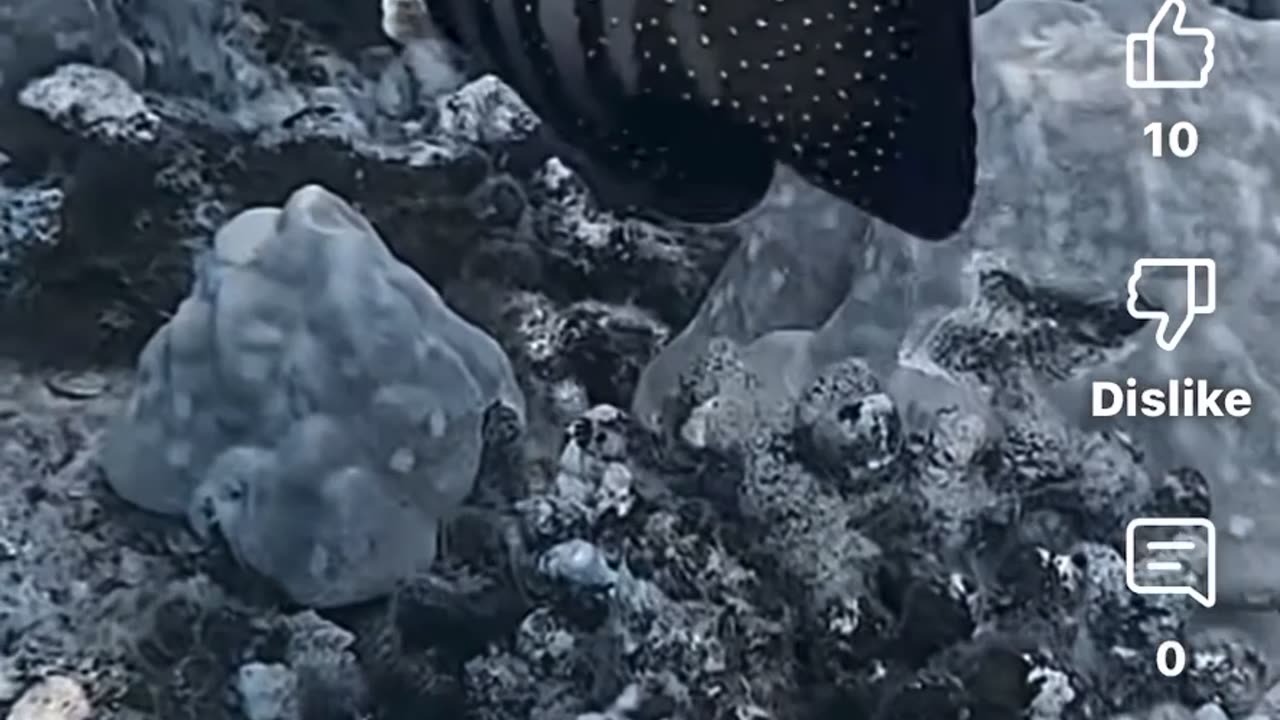 Peacock Grouper Scubadiving in Honolulu