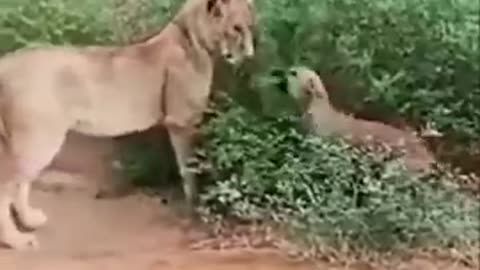 Doges bhai