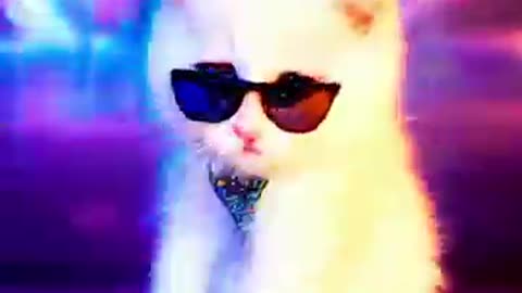 dance cat