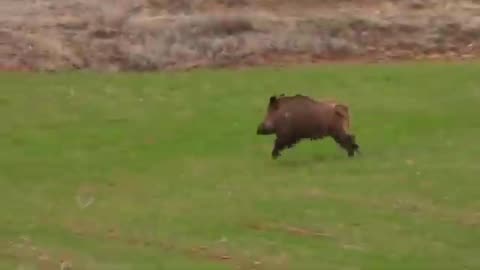 Wild Hogs