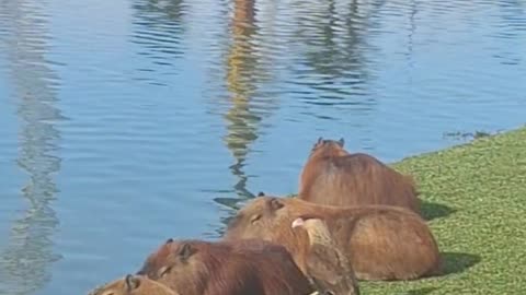 Caracara Pets Capybara