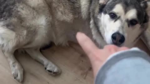 😂🐶 This Husky Comes Equipped with Bluetooth for Wireless Belly Scratches! | FunFM