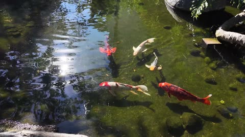 PART 2 Koi Zen Pond Stream Water 5 Minute Brain Break #koipond #fish #brainbreaks