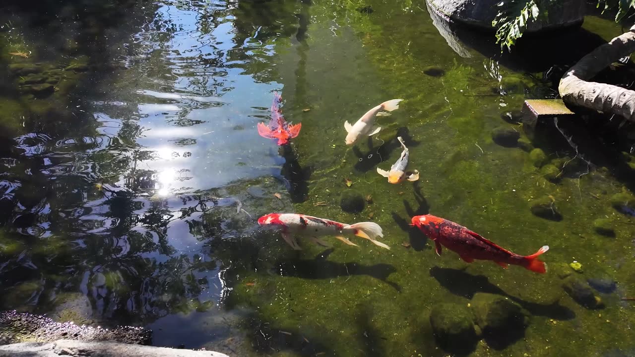 PART 2 Koi Zen Pond Stream Water 5 Minute Brain Break #koipond #fish #brainbreaks
