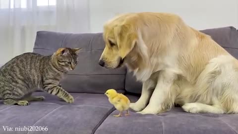 “Dramatic Animals Stealing the Spotlight 😂 Oscar-Worthy Pet Performances 2025”