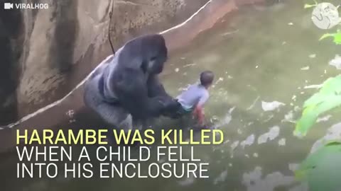 Amazing: Experts Weigh In On Harambe's Last Moments