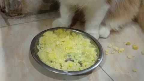 Watch my cat eat eggs with bee