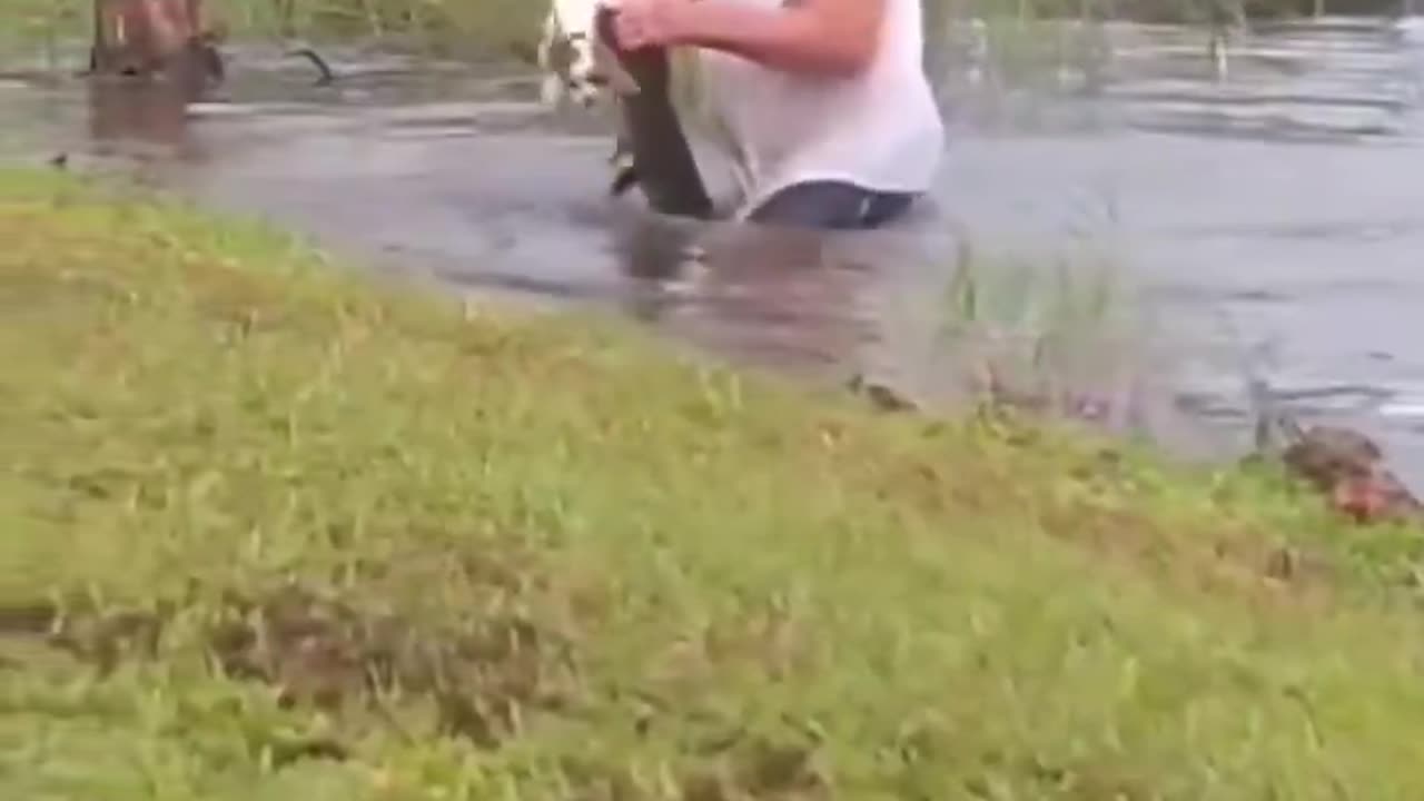 74 year old man pulls screaming puppy out of mouth of alligator's mouth