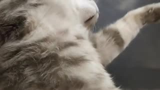The cat cleaner