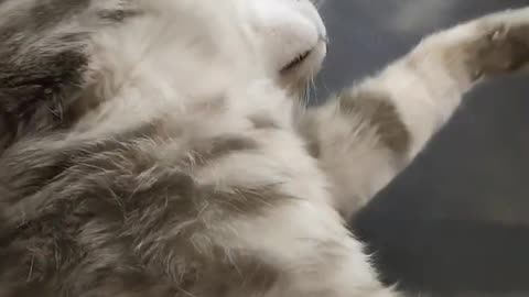 The cat cleaner