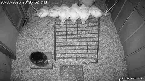 Millar Time Chicken Cam