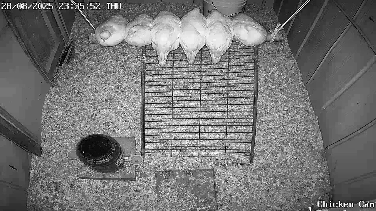 Millar Time Chicken Cam