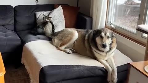 Happy Dog Doesn’t Realize Cat Sister is Getting Tail Slapped