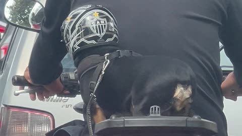 Motorcycle Puppy Wears Helmet And Seatbelt