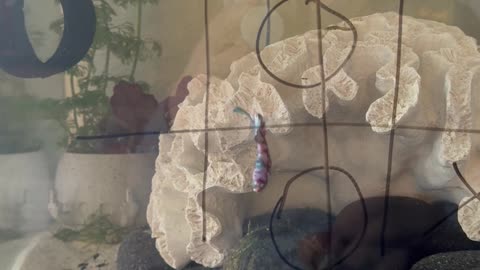 Betta Fish Wins Game of Tic-Tac-Toe