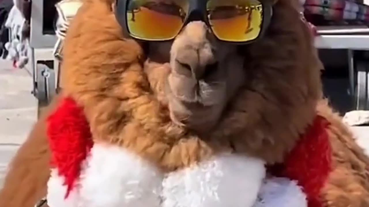 Crazy alpaca damn🤣