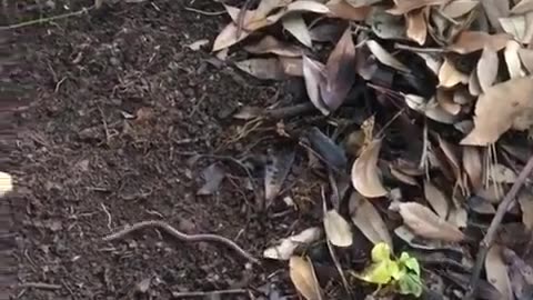 😮✨ Watch This Simple Stick Catch Worms Like Magic! | FeedMyCuriosity