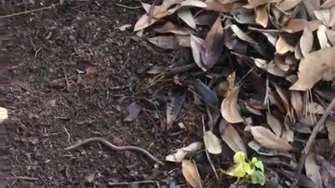😮✨ Watch This Simple Stick Catch Worms Like Magic! | FeedMyCuriosity