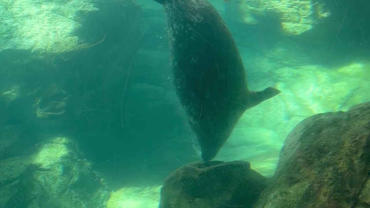 Seal Spinning Upside-Down
