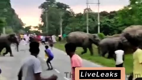Kid Harasses Elephant Herd — Seconds Later, Nature Teaches a Brutal Lesson!