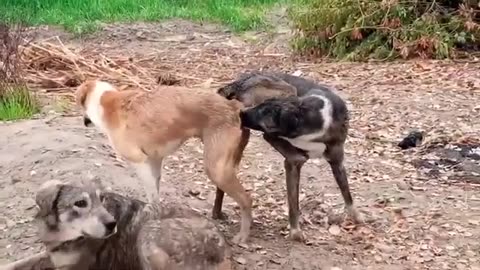 Village Dogs Mating in Field