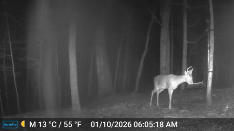 The Woods – 01/10/2026