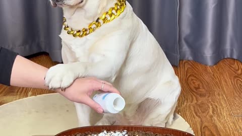 狗狗：下次早点说，没必要吓狗…Dog: Say it earlier next time, there is no need to scare the dog…