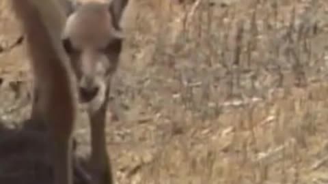 guanaco