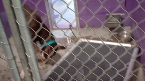 Jax 1y Pet Id 946904 kennel 26 HSSAZ shelter he's familiar guy 2 me so we have fun & play20250808248