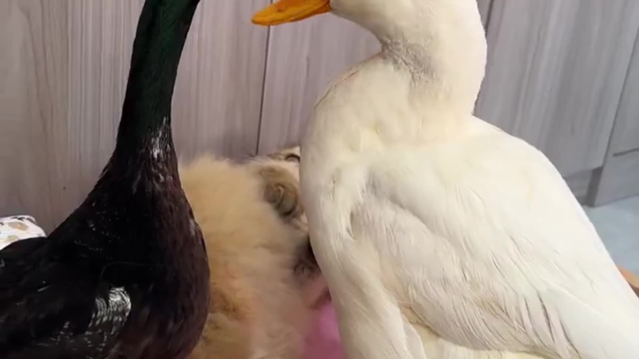 Funny daily life of cats and ducks