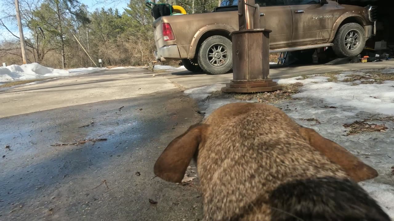 Busters 1st adventure of the spring
