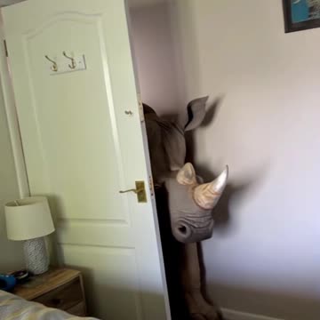 Rhino Casually Walks In Mans Room *INSANE*