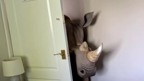 Rhino Casually Walks In Mans Room *INSANE*