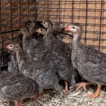Baby Guinea Keets in the Chick Room