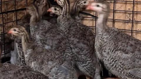 Baby Guinea Keets in the Chick Room