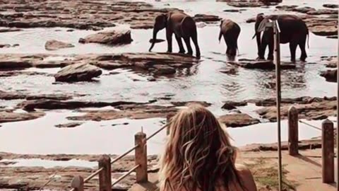 Poolside Safari Dreams