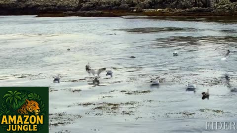 Eider Duck – Stunning Sea Bird in Action 🦆❄️ | Rare Wildlife Footage