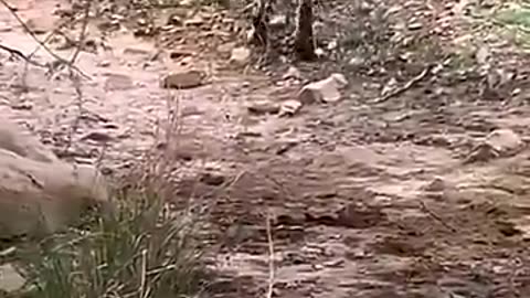 Tiger killed dog at zone 2 Ranthambore National Park,Tiger attack dog