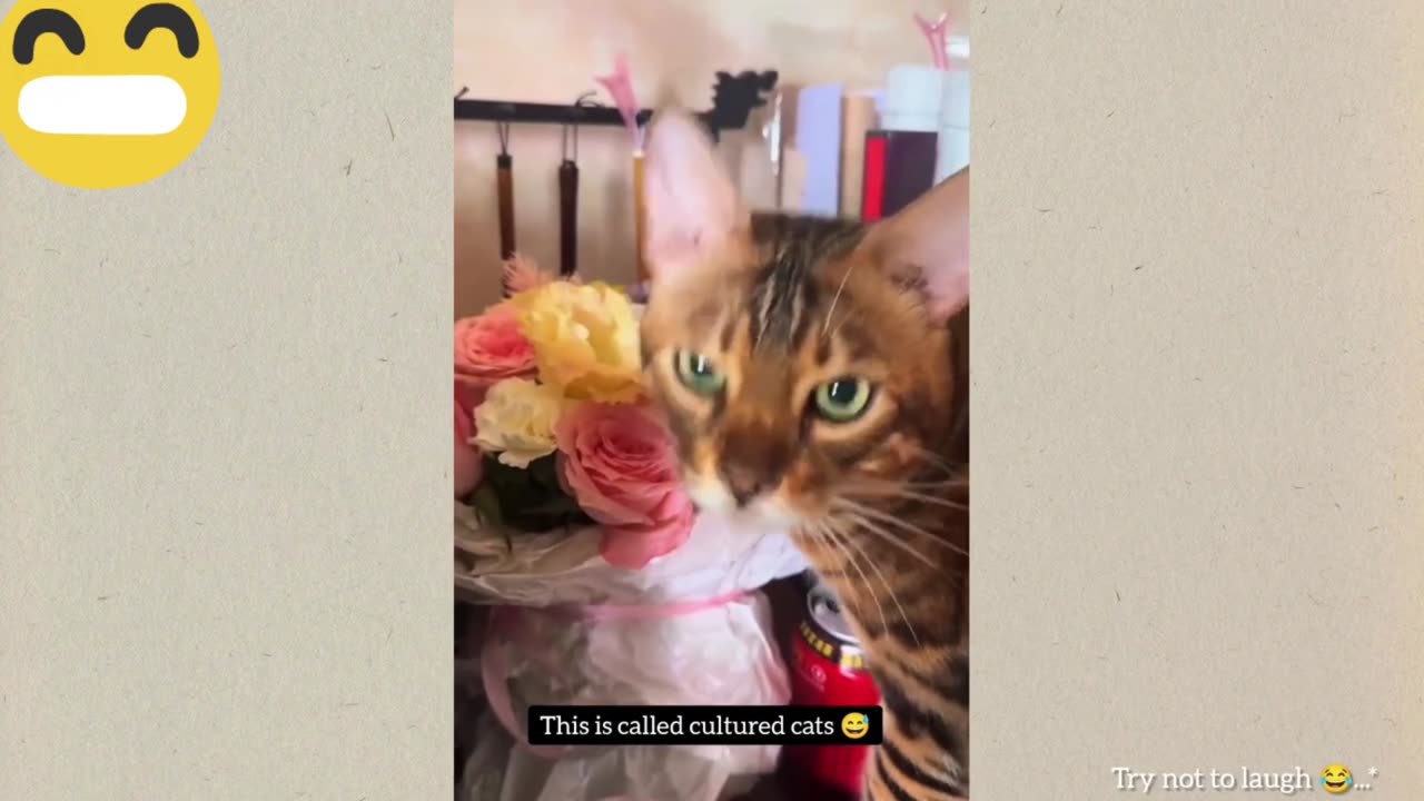 Funny cats and dogs 2025 😁