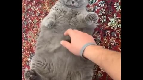 Please Follow me, Funniest Animals 🐧 - Best Funny Animal Videos 😁 - Cutest Animals Ever