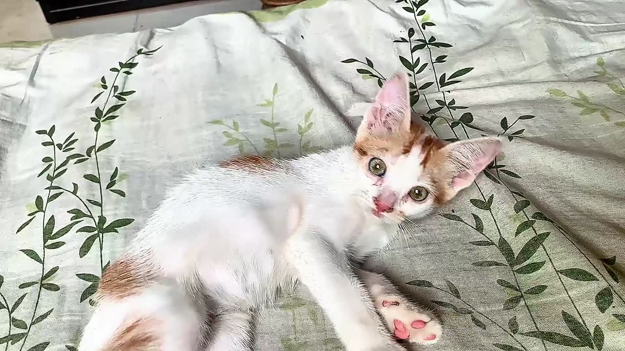 nuty cat video