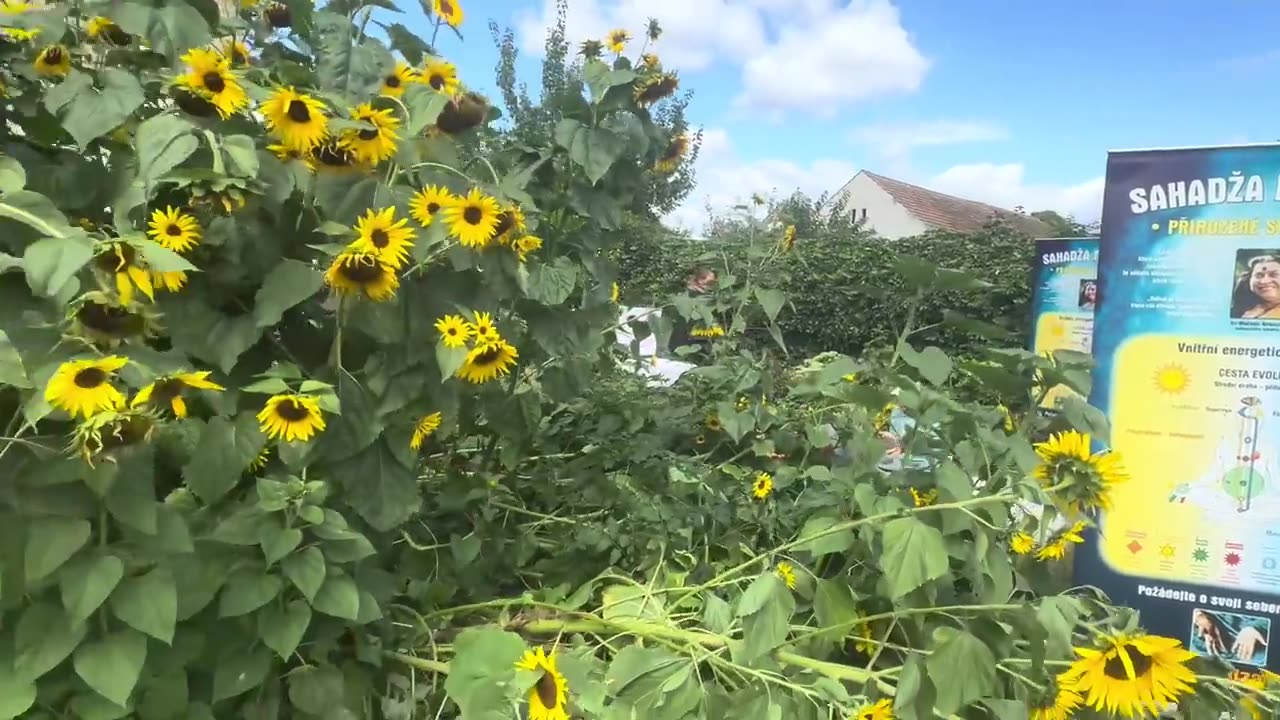 Když pořadatel nezvládne vlastní akci případ Vojtěcha Pšenáka