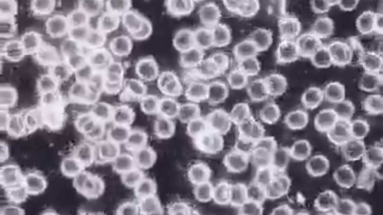 Vax Detox