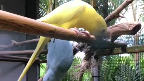 Birds