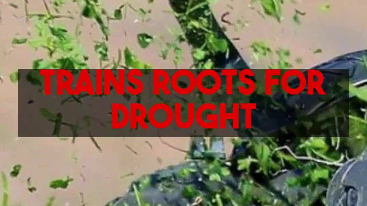 Optimal Upkeep for 42 Inch Lawn Mowers and Your Lawn